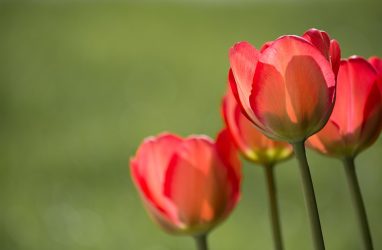 Во Владивостоке распустились первые тюльпаны