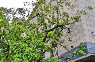 Огромное дерево рухнуло на здание налоговой во Владивостоке — фото