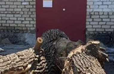 В Приморье жильцы дома спилили дерево и привезли его остатки к офису управляющей компании