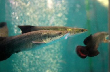 Древние хищные рыбы, живущие более 50 лет, поселились в Приморском океанариуме