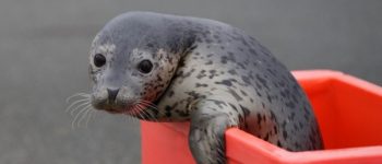 Детеныш ларги. Фото - пресс-служба Приморского океанариума