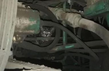 В Приморье маленький котёнок застрял в огромной дорожной машине