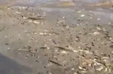 Видеофейк с мором тонн рыбы напугал приморцев