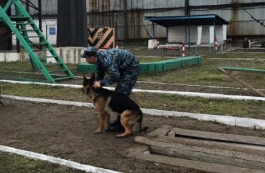 Собака Торнадос не дала арестантам во Владивостоке воспользоваться телефонами