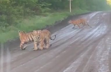 Сразу несколько тигров на дороге шокировали приморцев — видео
