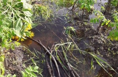 Более 400 млн рублей получили пострадавшие от наводнений сельхозтоваропроизводители Приморья — власти