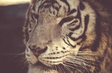 Фильм о защитниках последних амурских тигров представили на кинофестивале «Меридианы Тихого-2019»