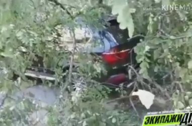 Во Владивостоке на дорогой BMW упало дерево