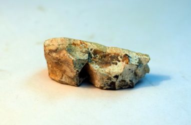 Останки древнего носорога Мерка обнаружили в Приморье