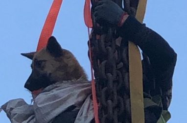 Во Владивостоке спасли собаку: её сняли со скалы с помощью крана