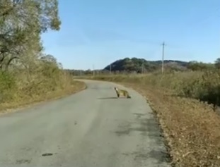 Семью леопардов увидели приморцы прямо на дороге — видео