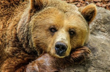 Медведь убил молодого мужчину в Хабаровском крае