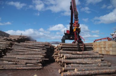 Из Приморья в Южную Корею незаконно вывезли 575 кубометров особо ценной древесины