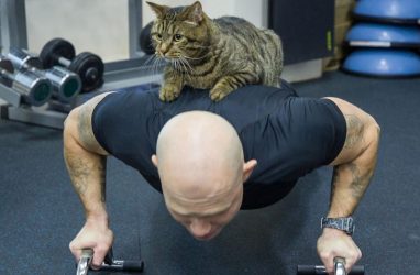 Ставший знаменитостью толстый кот поучаствовал в тренировке «Адмирала»