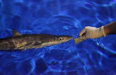 В Приморском океанариуме приручили всех акул, даже колючих