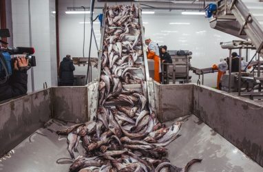 В Приморье самая высокая зарплата в рыбной отрасли — 96 тысяч рублей в месяц