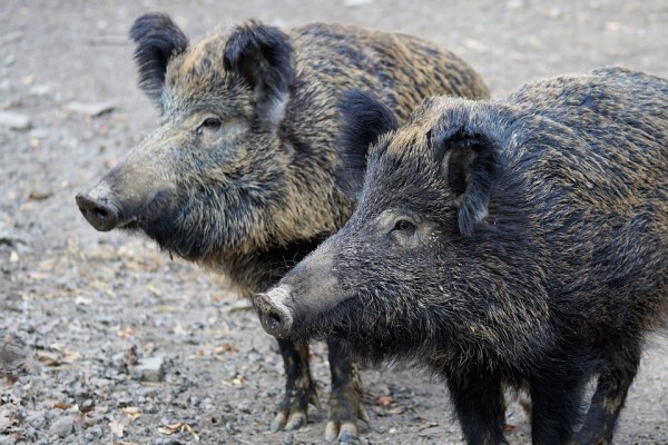 Кабаны, свиньи. Фото - pixabay
