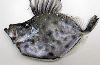 Холодовой шок поразил необычных рыб у берегов Приморья