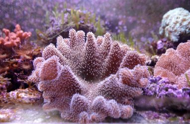 В Приморском океанариуме появились редкие виды мягких кораллов