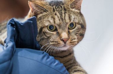 Умер кот из Владивостока Виктор, известный как «бро не багаж»