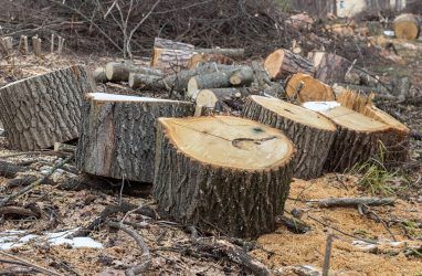 В Приморье банда незаконно вывезла лесоматериалов за границу на полмиллиарда рублей