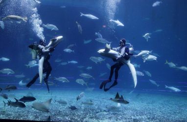 Вихрь танцев с акулами и скатами можно увидеть в Приморском океанариуме