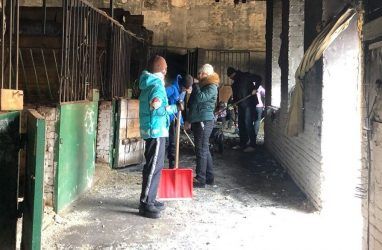 Лошади погибли при пожаре во Владивостоке: конюшня принимает помощь