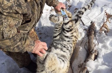 В Приморье амурский тигрёнок погиб в результате ДТП