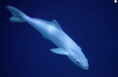 Биологи остановили «террор» хищников в Приморском океанариуме