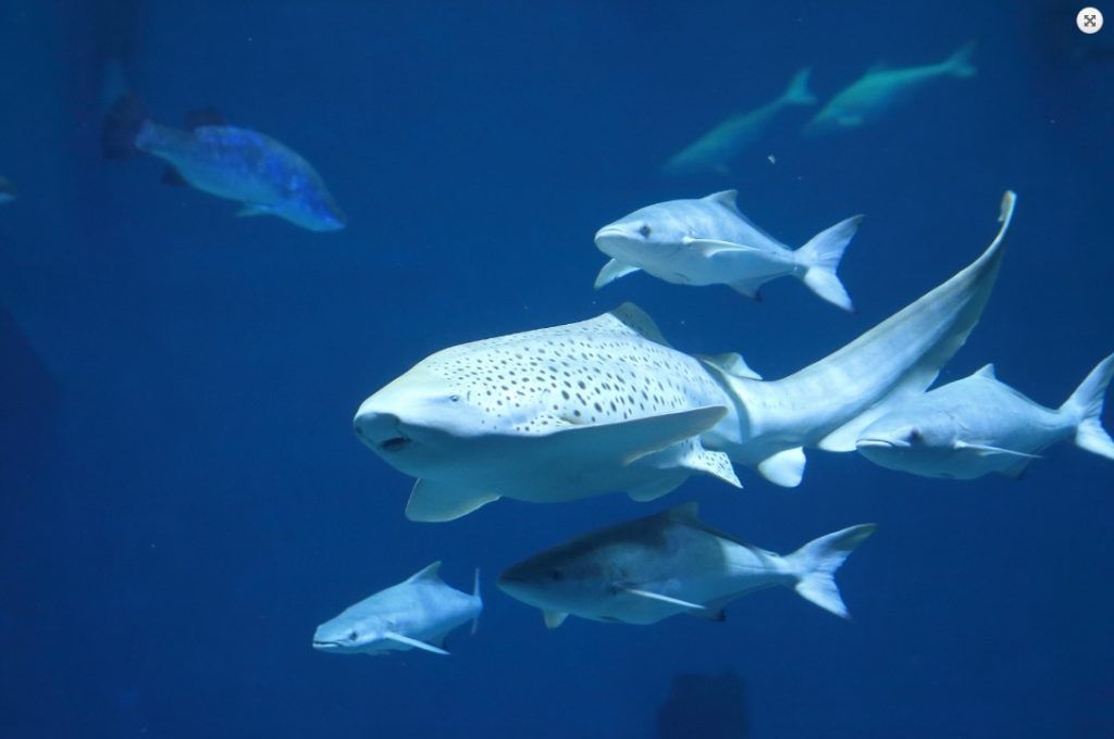 Акула-зебра отложила яйца на острове Русский. Фото - Приморский океанариум
