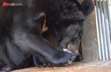 «Разрывают могилы»: медведи наводят ужас на посетителей кладбища в Хабаровском крае