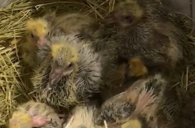 «Ведро голубят»: трогательное видео опубликовал зоопарк Владивостока