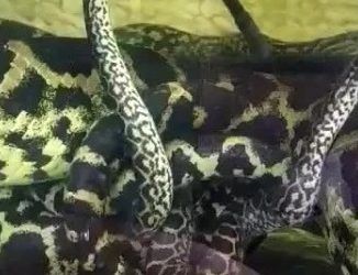 Роды анаконды во Владивостоке записали на видео