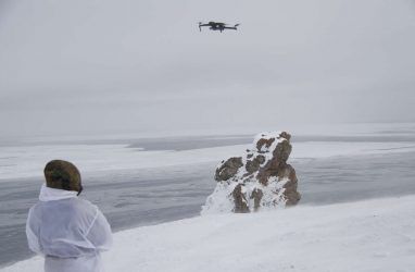 В России посчитали белых медведей с помощью дронов — фото