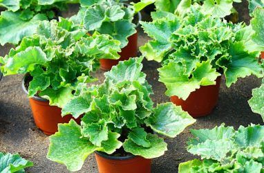 Фитодизайн: простые советы