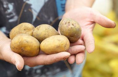 В Приморье аграрии стабилизировали цены на картофель