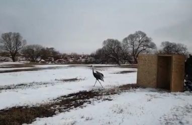 В Приморье после реабилитации выпустили на волю редкого журавля — видео