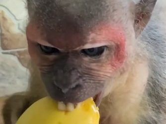 «Какие они милые!»: во Владивостоке записали на видео, как обезьяны едят манго