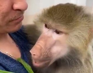 В зоопарке Владивостока обезьяна полакомилась луком — видео