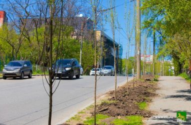 Вместо срубленных деревьев во Владивостоке высадят аллею пирамидальных тополей — видео