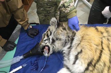 В Приморье отловили тигрёнка, который беспокоил людей