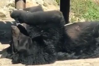 Медведь с банкой сгущёнки умилил приморцев — видео