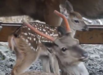 «Такой милашка!»: в зоопарке Владивостока родился оленёнок — видео