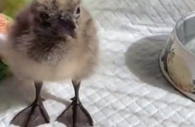 «Заглатывает целиком»: кормление птенца чайки рассмешило приморцев — видео