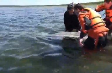 В Приморье умер краснокнижный дельфин, застрявший на мелководье
