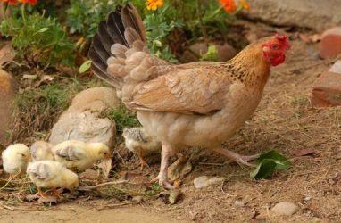 В Приморье в импортной курятине выявили особо опасные бактерии листерии