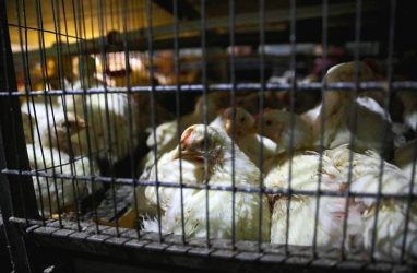 В Приморье более чем в два раза увеличилось производство курицы