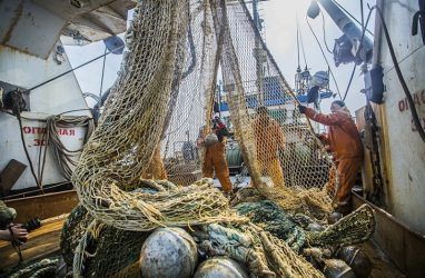 Приморские рыбаки нарастили добычу иваси
