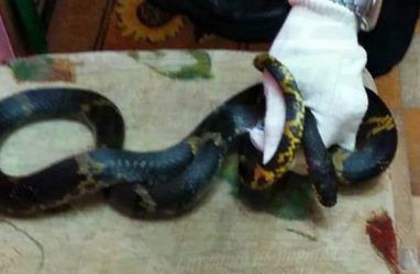 Огромная змея залезла в квартиру во Владивостоке — фото