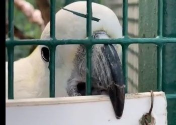 Кусающегося попугая показали в зоопарке Владивостока — видео